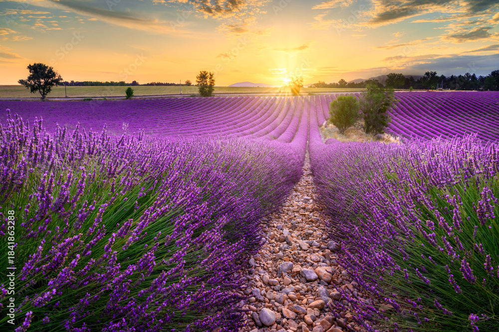 Naklejka premium Beautiful landscape of lavender filed in Provence - France