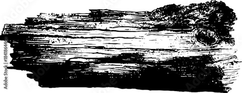 Black and white stencil illustration of textured bark fragment for design and art projects