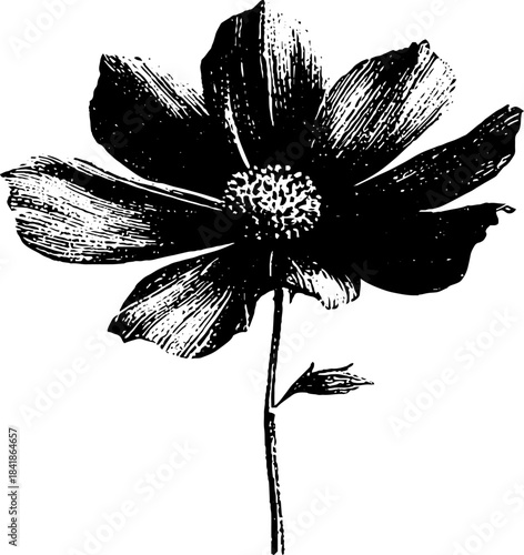 Black and white stencil flower illustration for botanical art and design