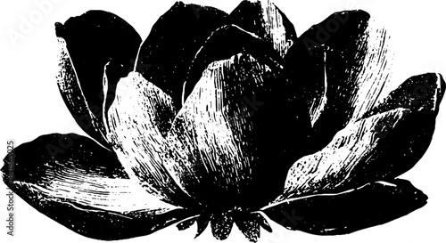 Black and white stencil illustration of floral corner ornament for design projects