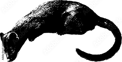 Black and white stencil illustration of a curled tailed animal silhouette for design and decoration