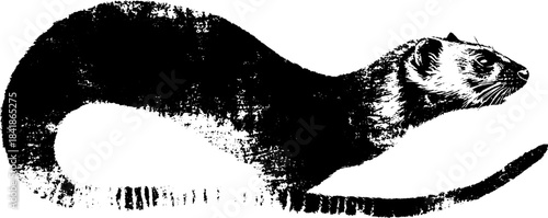 Black and white stencil illustration of curled tailed animal for urban art design