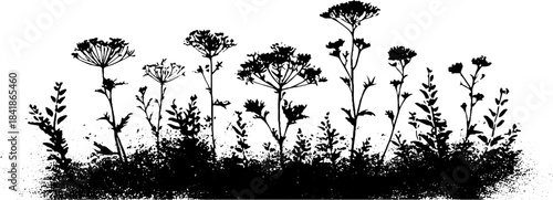Black and white stencil illustration of delicate wildflowers and botanical elements