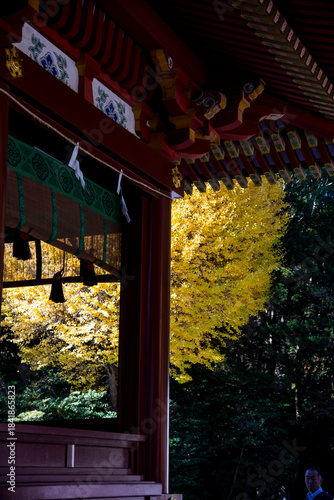 鎌倉25121　鶴岡八幡宮8　黄葉