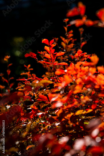 鎌倉25121　鶴岡八幡宮5　紅葉
