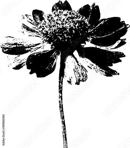 Grunge black and white stencil illustration of a dry flower silhouette for urban art design
