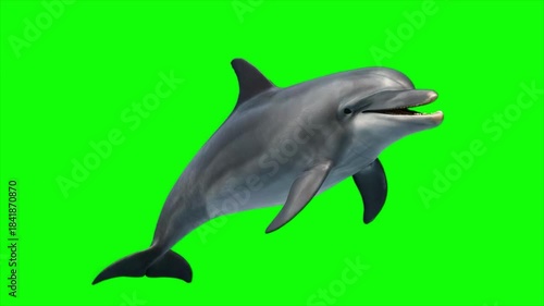 Realistic Dolphin Swimming on Green Screen | Calm Natural Motion | Chroma Key Animal Clip