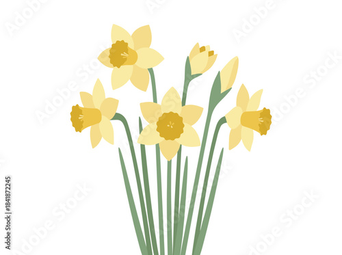 Tender, blooming narcissus flowers set against a white background, rendered as a beautiful decorative plant and natural design element in an elegant antique-style hand‑drawn botanical vector