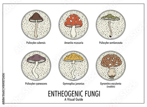 Hand‑drawn illustration of isolated elements in a collection: Psilocybe sphinctrinus, aztecorum, yungensis, hoogshagenii, mexicana, zapotecorum siliginoides