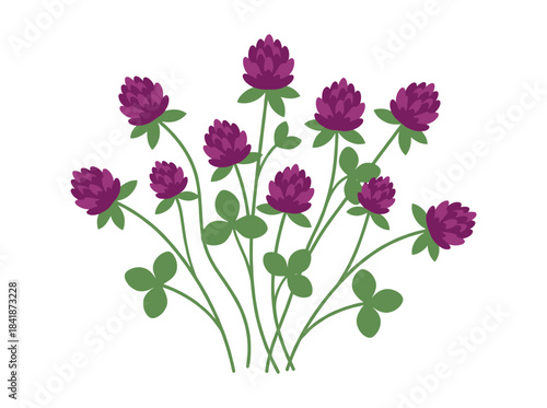 Realistic botanical illustration of clover (Trifolium pratense) with trefoil leaves, depicted as a meadow wildflower in a retro style, hand‑drawn vector on a white background