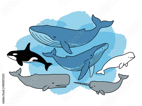 A collection of hand‑drawn doodle illustrations featuring various whales set against a watercolor background