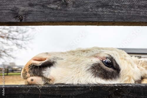 Closeup of horse or donkey through fence