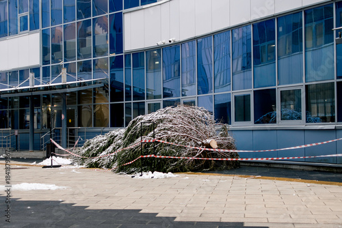 A large fir tree, ready to be installed for Christmas, lies near the entrance to the building.