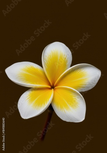 Abstract golden yellow and white plumeria flower pattern background, stylized nature art for decorative design ,decorative, wrapping, colorful