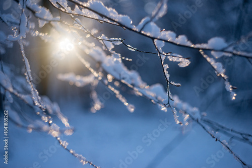 Snow-covered tree branches with ice crystals illuminated by low winter sun, shallow depth of field and soft bokeh. Natural winter background with copy space, cold season nature texture.