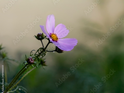 Autumn pink flower