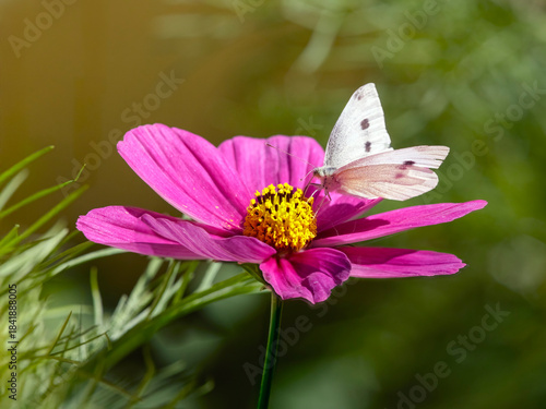 Autumn white butterfly