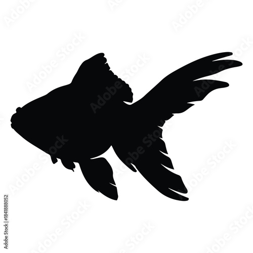 Silhouette of a flowing tail fantail goldfish swimming