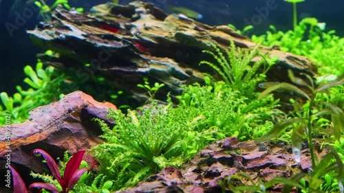 dwarf Pacific blue-eye fish, Theodoxus snail, red cherry shrimp, green hair algae oxygenate air bubble, planted Dutch style aquascape, aquatic LED light, dragon stone iwagumi aquadesign, mental relax