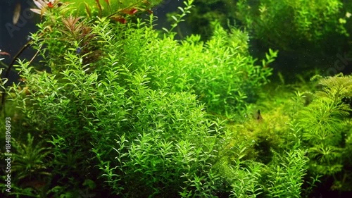 Micranthemum glomeratum, Alternathera reineckii, green hair algae oxygenate air bubble, Amano style aquascape aquadesign, LED light planted aquafarm vegetation pearling, bokeh background, mental relax