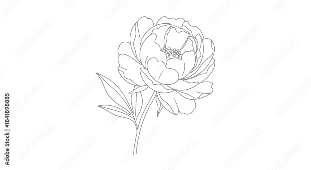 Obraz premium Elegant Peony Flower Line Art Illustration on White Background.