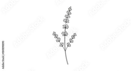 Detailed Black and White Illustration of a Delicate Herb Branch.