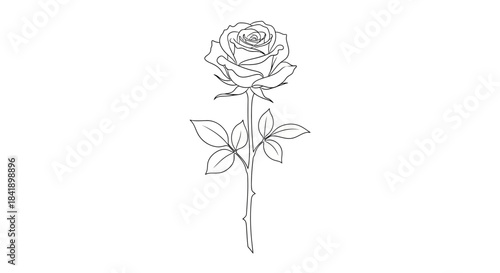Elegant Single Rose Outline Drawing with Stem and Leaves.