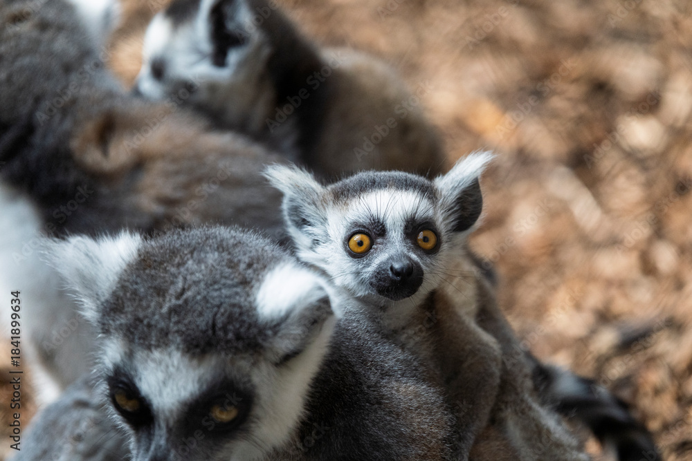 Fototapeta premium Lemur baby