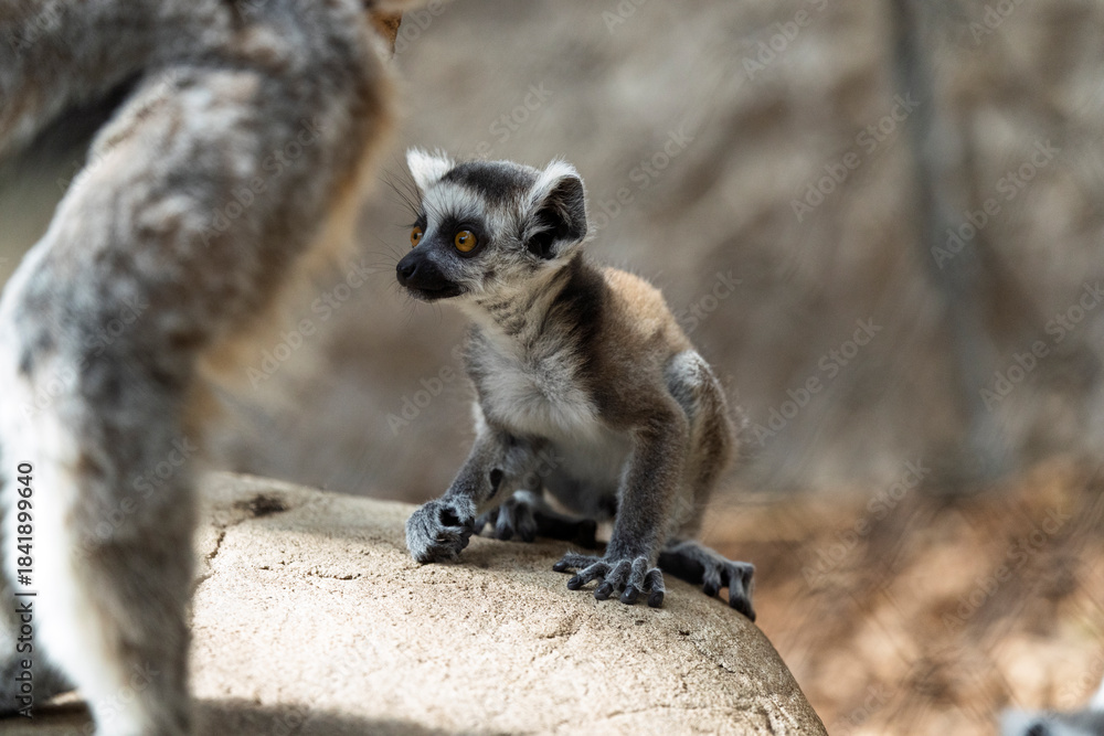 Fototapeta premium Lemur Baby