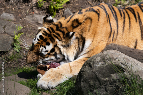Photography Tiger