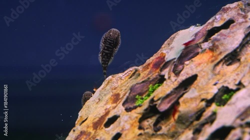 Sewellia lineolata loach clean glass, dragon stone iwagumi rock design, aquatic plant, fast flowing river replication ecosystem, nature balance aquascape detail, mental relax, lifestyle concept