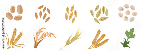 Cereal grain and flour ingredients featuring types of whole grains, wheat stalks, and rice ears, perfect for illustrating food packaging, dietary information, and healthy eating guides.