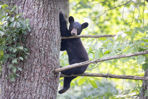 Baby black bear in tree