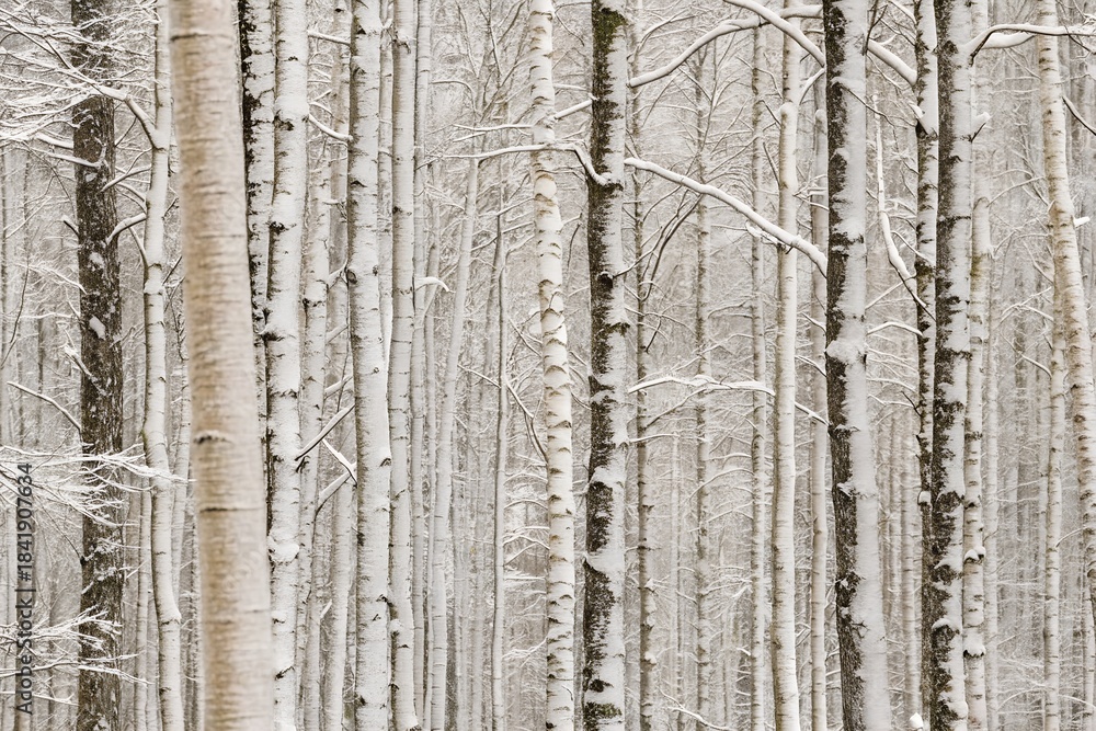 Obraz premium Snow covered birch tree forest background