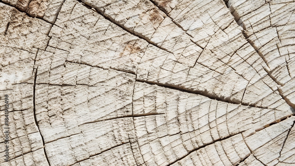 Fototapeta premium Light brown weathered wood grain texture background