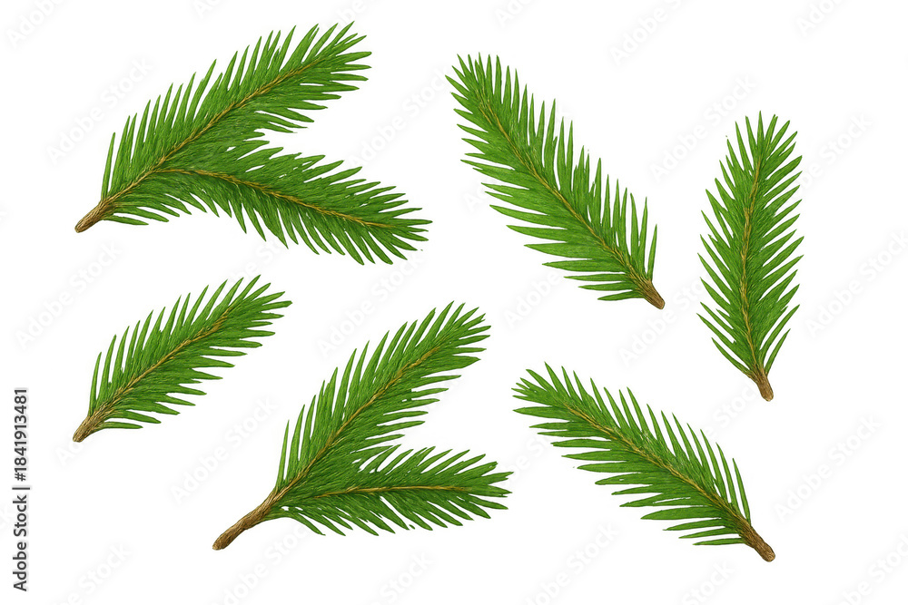 Naklejka premium Green fir tree branches with needles. Fresh evergreen spruce boughs, winter holiday season decoration element with transparent background