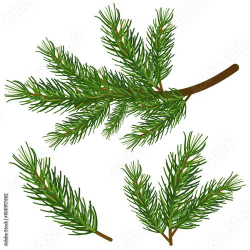 a set of spruce branches from a tree