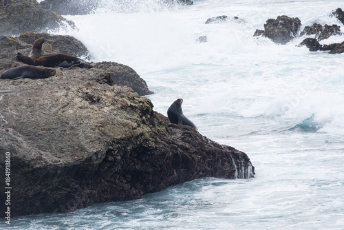 Lobo marino en el oceano, La Loberia, Salinas, Ecuador.