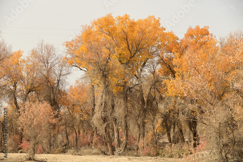 Tarim Huyan Lin Scenic Area in Luntai County, Xinjiang, when the leaves of the Hu Yanglin change color, it appears as a golden yellow. or 