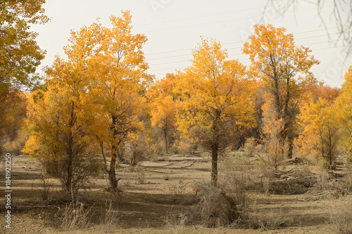 Tarim Huyan Lin Scenic Area in Luntai County, Xinjiang, when the leaves of the Hu Yanglin change color, it appears as a golden yellow. or 