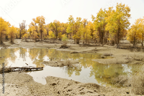 Tarim Huyan Lin Scenic Area in Luntai County, Xinjiang, when the leaves of the Hu Yanglin change color, it appears as a golden yellow. which means 