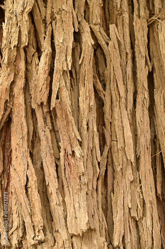 Texture or background surface of the wood of tree trunk cracked wooden log the the Hu Yang tree. This type of bark indicates that the tree is very old.