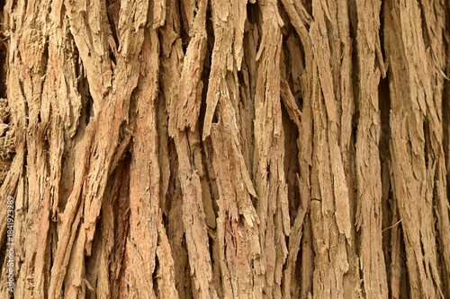 Texture or background surface of the wood of tree trunk cracked wooden log the the Hu Yang tree. This type of bark indicates that the tree is very old.