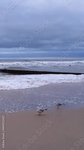 Vertical panoramic shot of desolate sand beach on Baltic sea coast with seagulls and stormy waves rolling on seashore under gloomy sky with storm clouds at windy inclement day. No people seascape.