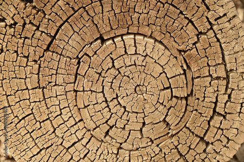 Texture or background of the wood cross section of tree trunk year rings on cracked wooden log the the Hu Yang tree.