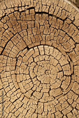 Texture or background of the wood cross section of tree trunk year rings on cracked wooden log the the Hu Yang tree.