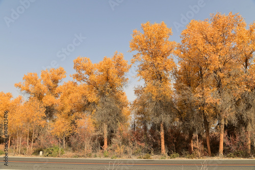 Tarim Huyan Lin Scenic Area in Luntai County, Xinjiang, when the leaves of the Hu Yanglin change color, it appears as a golden yellow. or 