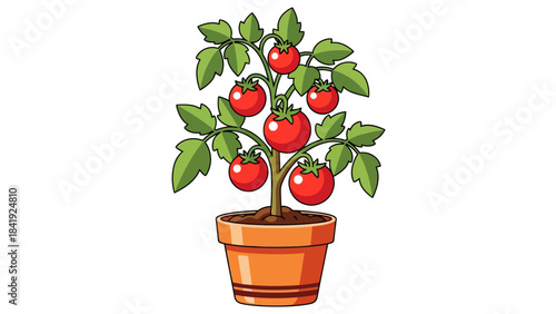 A cartoon illustration of a potted tomato plant, featuring bright red tomatoes and green leaves