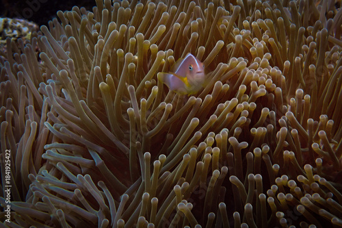 Underwater photo of Damsel fish in anemone at a coral reef. From a scuba dive in the Andaman Sea in Thailand.