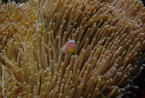 Underwater photo of Damsel fish in anemone at a coral reef. From a scuba dive in the Andaman Sea in Thailand.